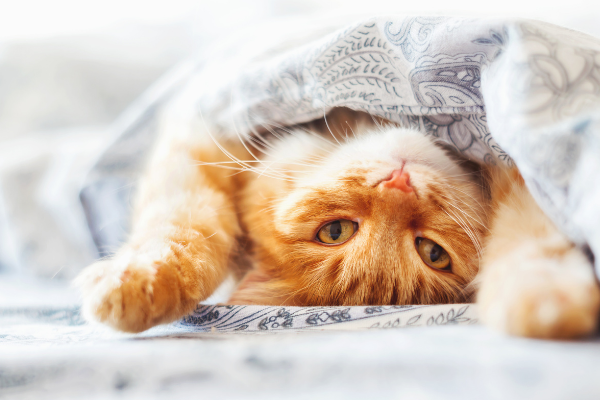 cat